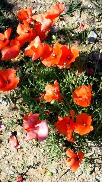 poppies