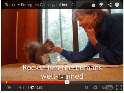 Rockie, our rescue squirrel and plant-based journey mascot – facing the challenge of her life