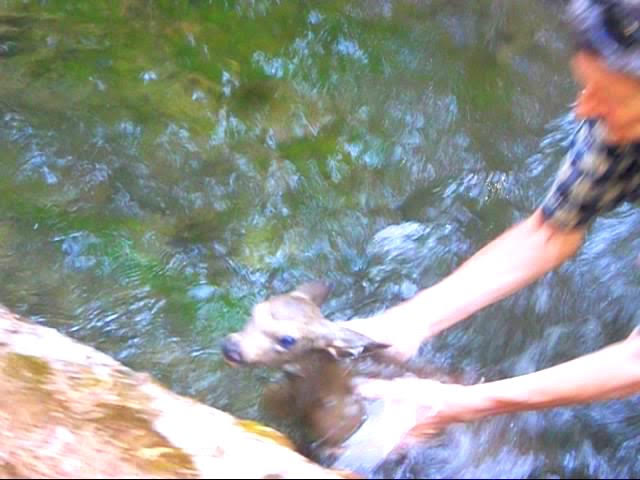 Our Fawn Rescue Adventure With a Happy Ending (video!)